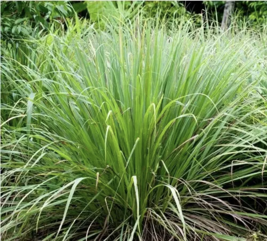 Edible Pond Plants